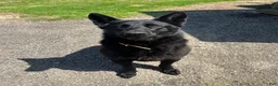 Mixed Breed dogs for sale: Mixed Breed 5 - Ad 8