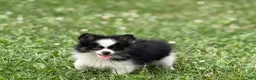 Pomeranian dogs for sale: ACA Macy  - Ad 4