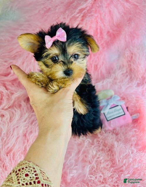Yorkshire Terrier dogs Yorkshire Terrier Puppy 1 - Ad 30