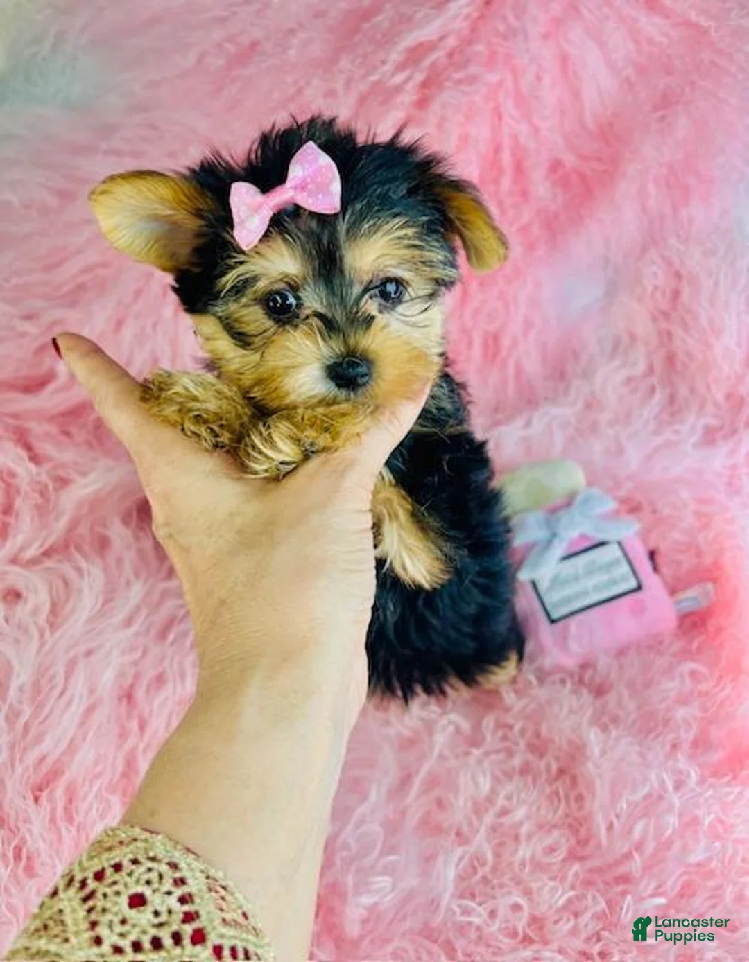 Yorkshire Terrier dogs for sale: Yorkshire Terrier Puppy 1 - Ad 1