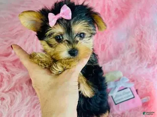 Yorkshire Terrier dogs Yorkshire Terrier Puppy 1 - Ad 30