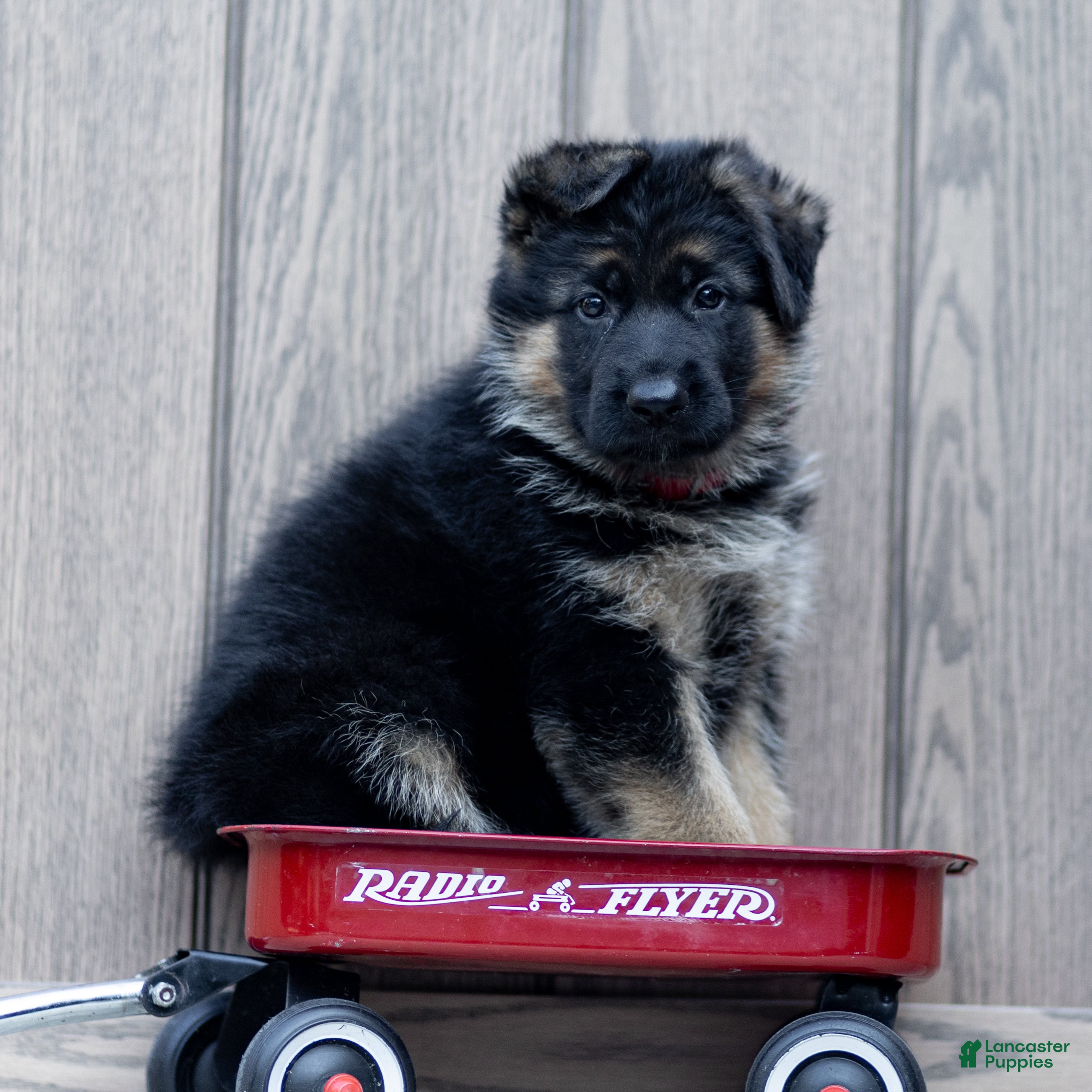 German Shepherd dogs Zola - Ad 2