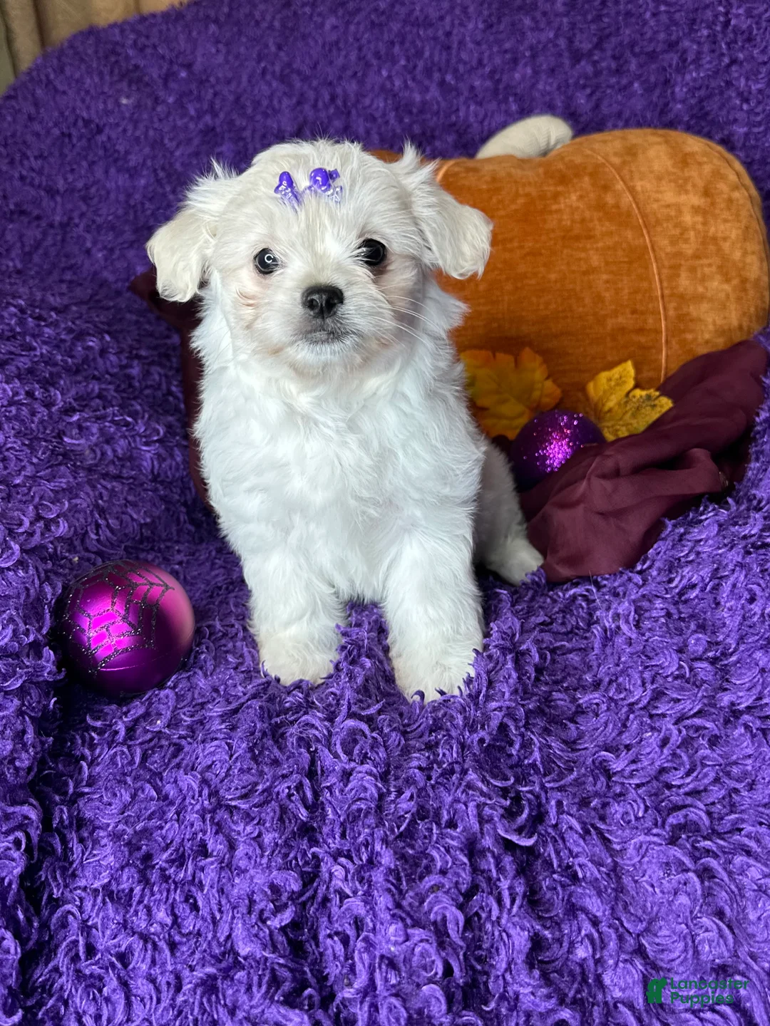 Maltese dogs for sale: Harmony  - Ad 2