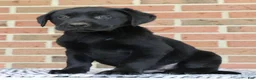 Labrador Retriever dogs for sale: Bingo - Ad 1