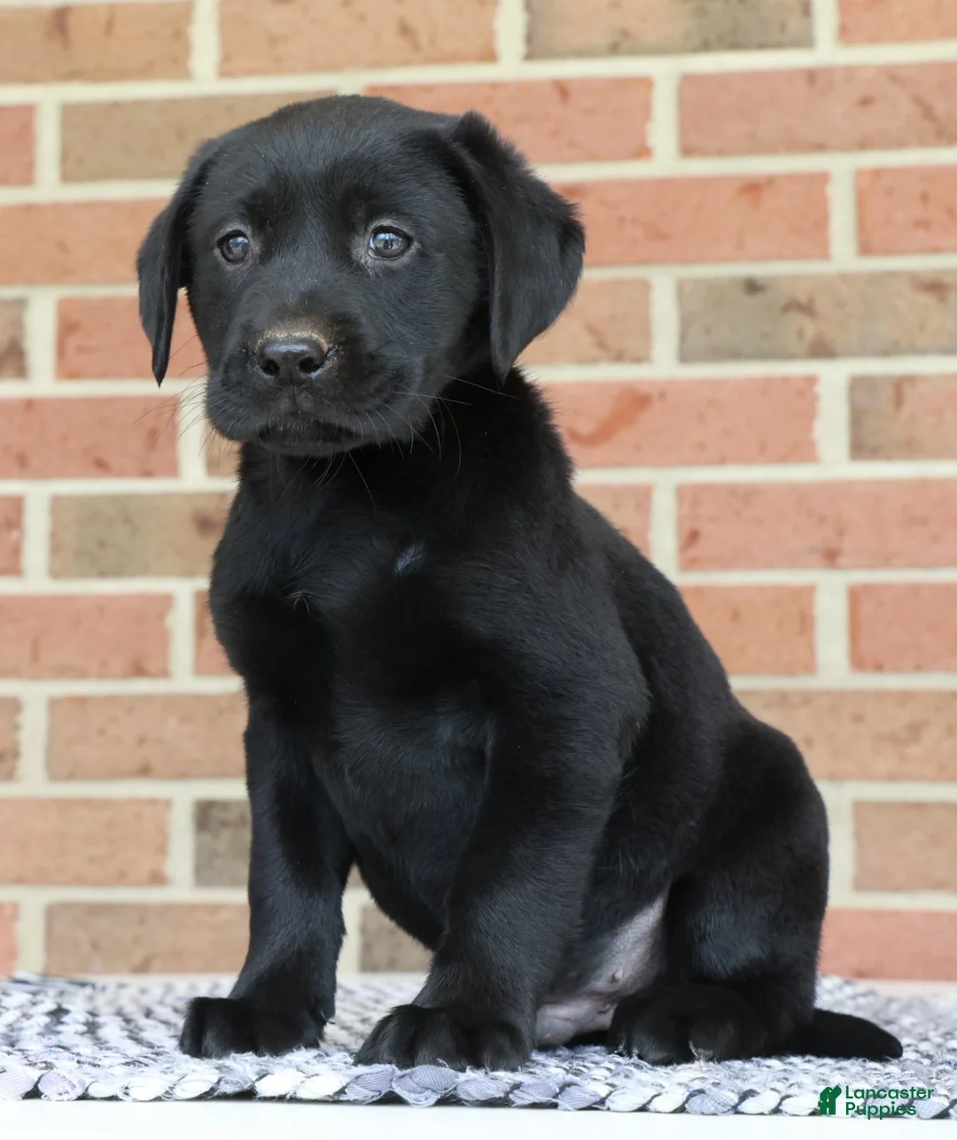 Labrador Retriever dogs for sale: Bingo - Ad 1
