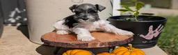 Miniature Schnauzer dogs for sale: Chloe  - Ad 6