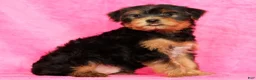 Yorkshire Terrier dogs for sale: Connor - Ad 7