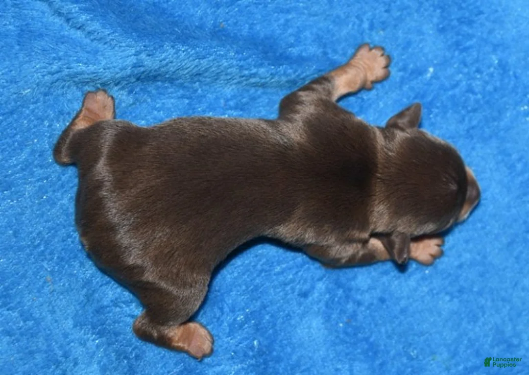 Rat Terrier dogs for sale: Beaufort - Ad 2