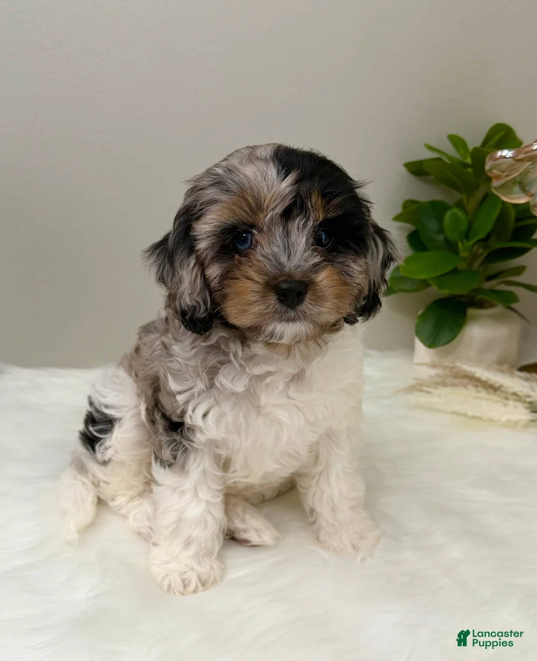 Cavapoo dogs for sale: Sunday  - Ad 1