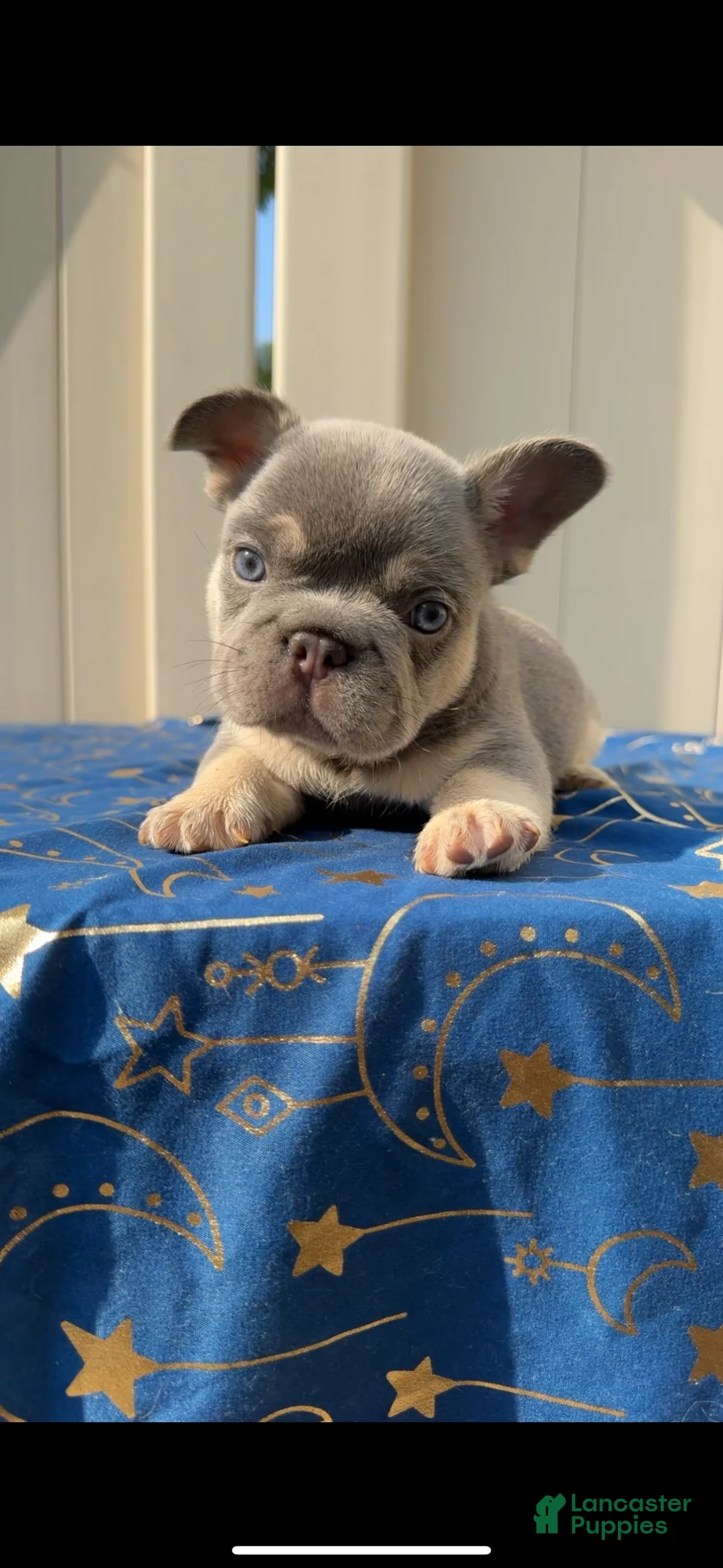 French Bulldog dogs for sale: Grey Boy Fluffy Carrier - Ad 3