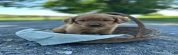 Mixed Breed dogs for sale: Button - Ad 2