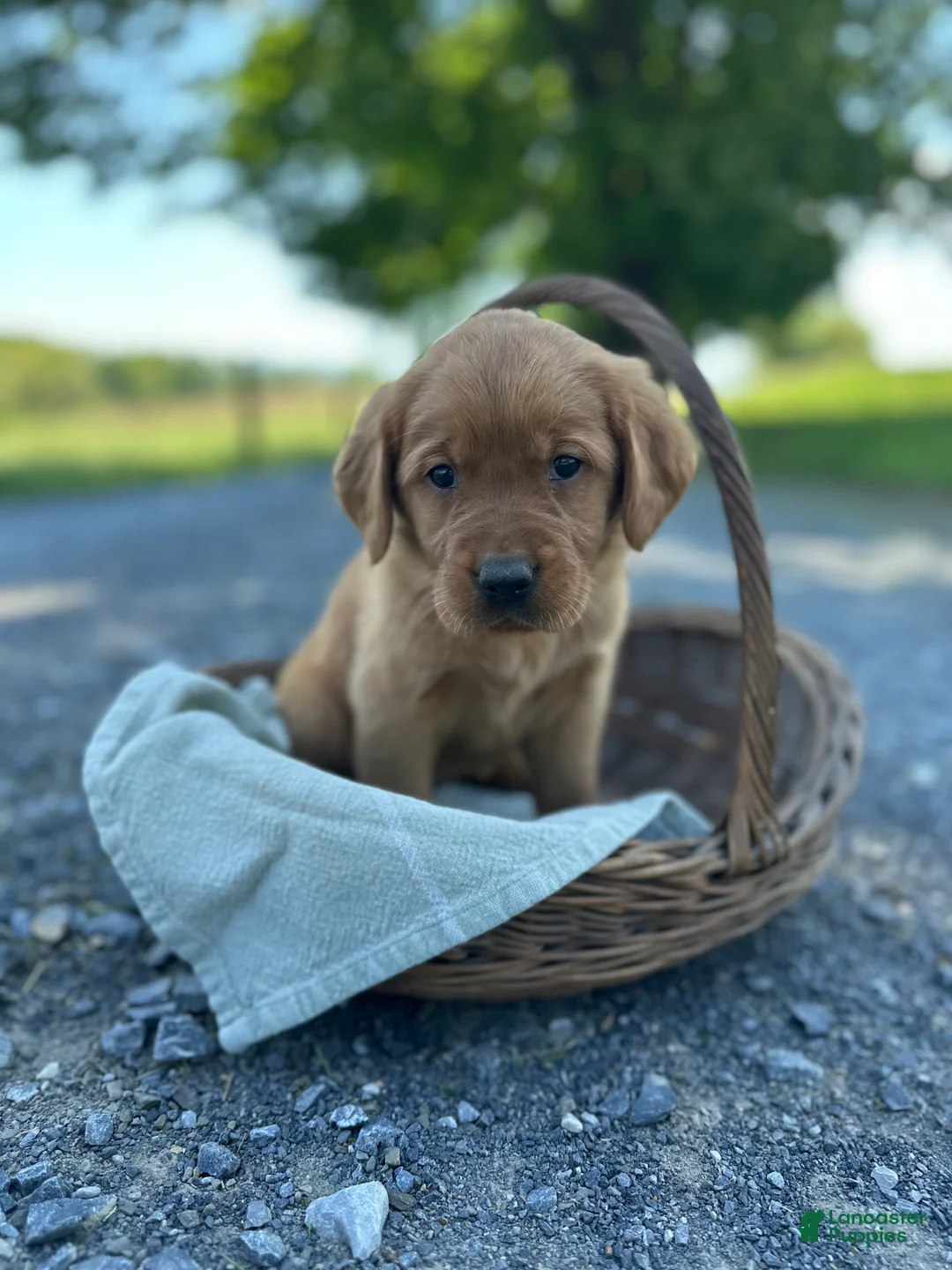 Mixed Breed dogs for sale: Button - Ad 2
