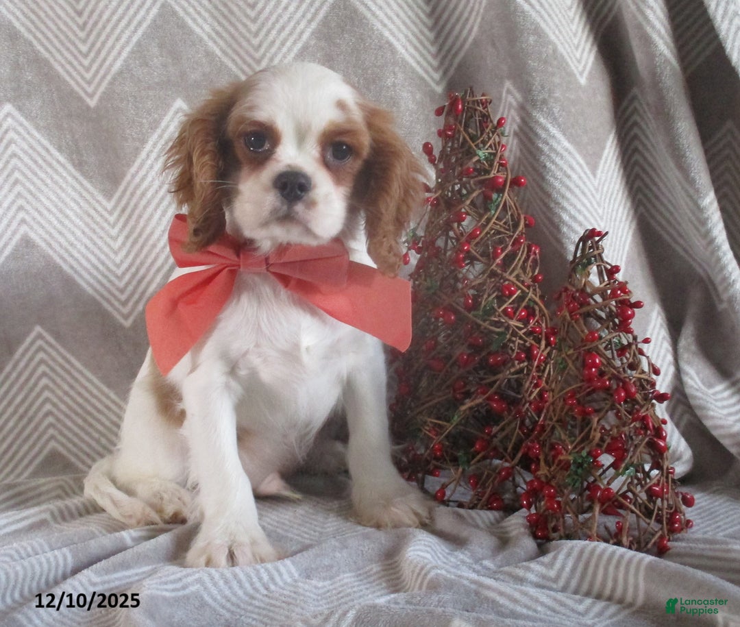 Cavalier King Charles Spaniel dogs for sale: Hayes - Ad 1