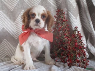 Cavalier King Charles Spaniel dogs Hayes - Ad 9