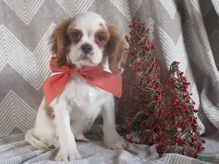 Cavalier King Charles Spaniel dogs Hayes - Ad 42