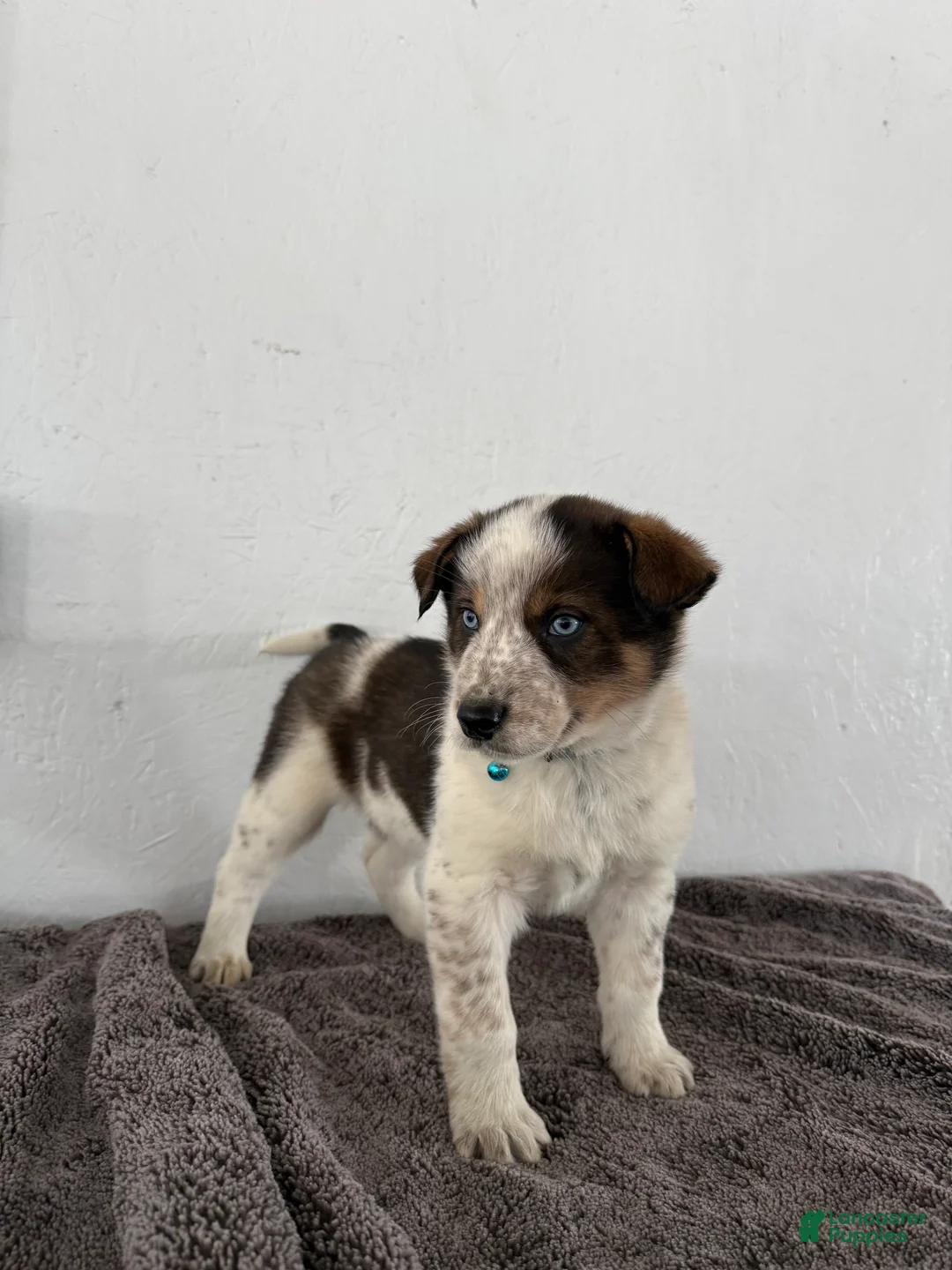 Mixed Breed dogs for sale: Bluey - Ad 3