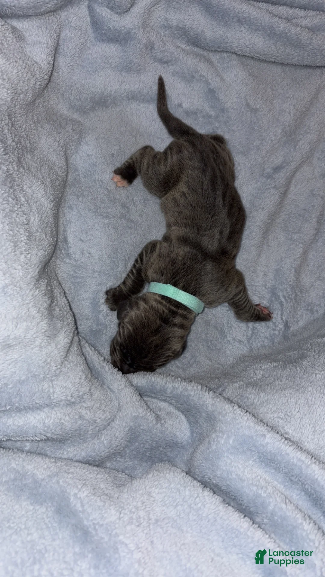 Cane Corso dogs for sale: Cane Corso 3 - Ad 2