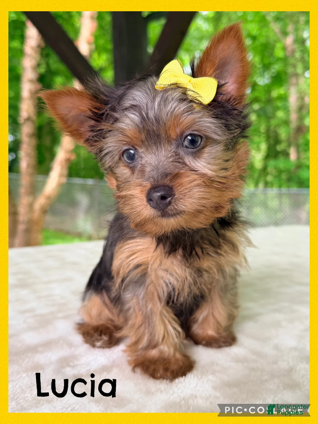 Yorkshire Terrier dogs for sale: Lucia - Ad 1