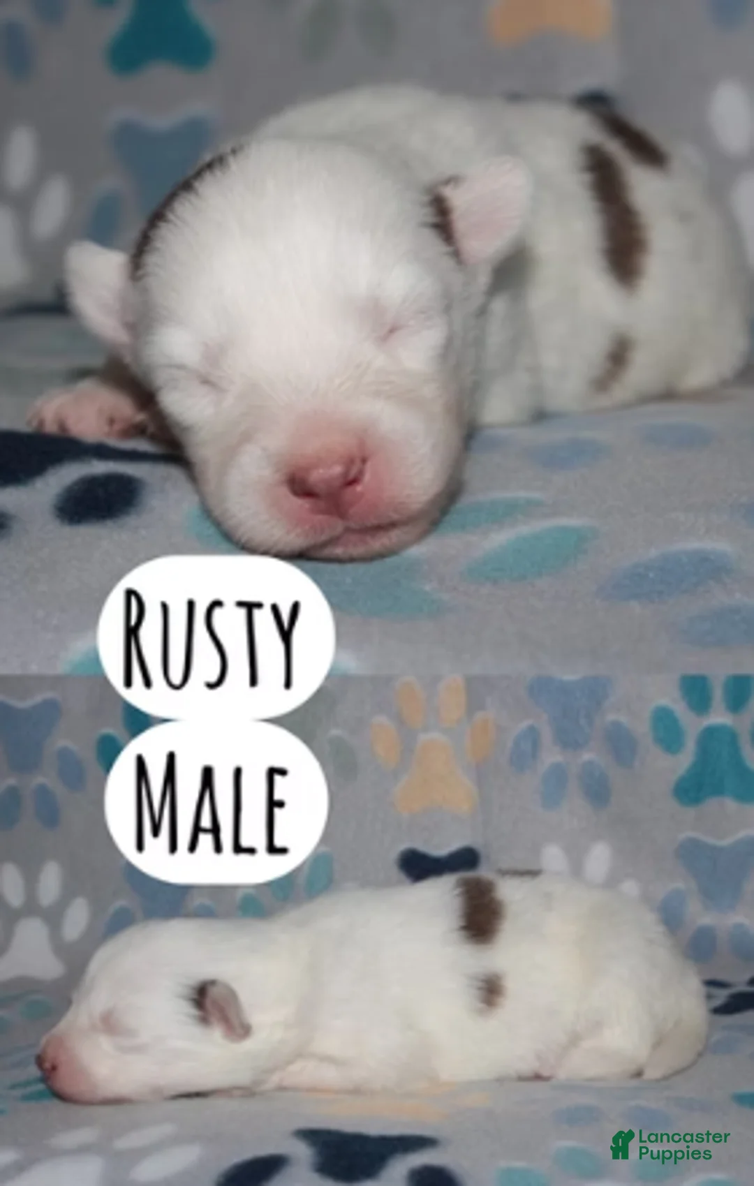 Pomsky dogs for sale: Rusty - Ad 1