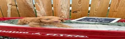 Cockapoo dogs for sale: Bruno - Ad 3