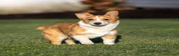 Welsh Corgi Pembroke dogs for sale: Karson Welsh Corgi Pembroke - Ad 3