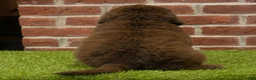 Newfoundland dogs for sale: Katie - Ad 6
