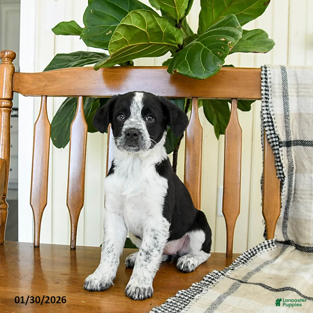 Mixed Breed dogs for sale: Star - Ad 2