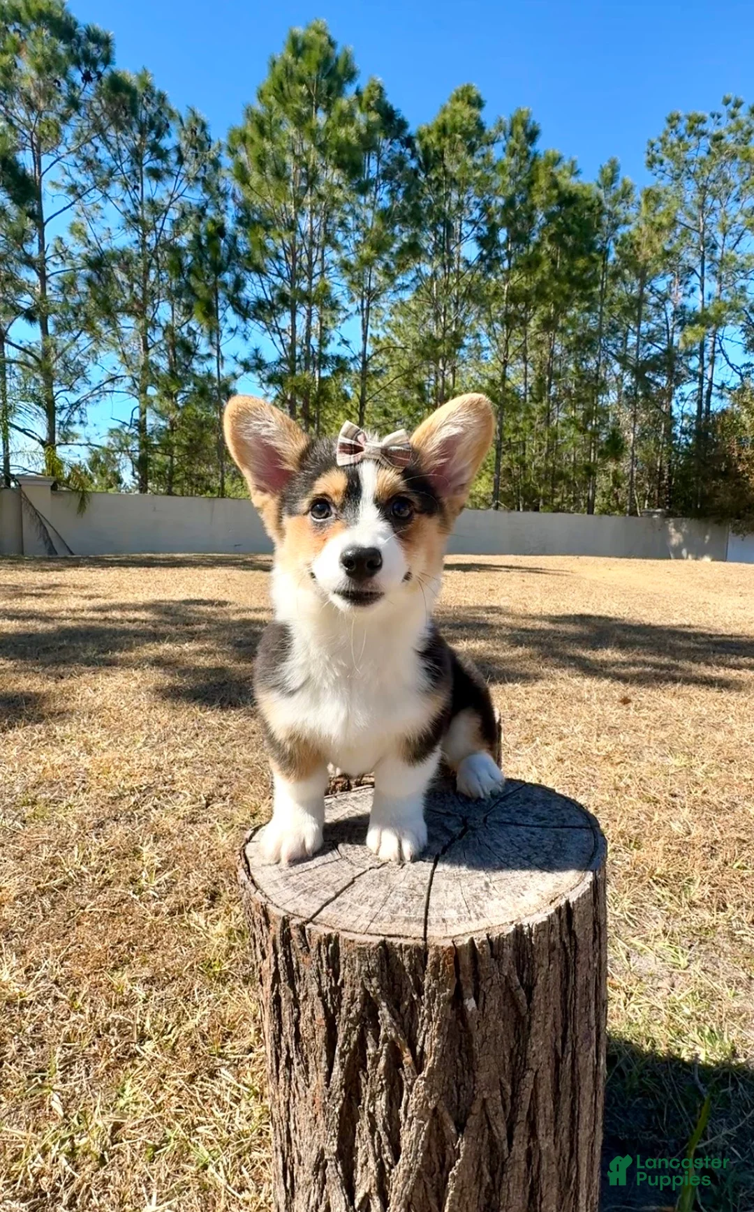 Mixed Breed dogs for sale: Star - Ad 6