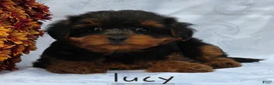 Lucy