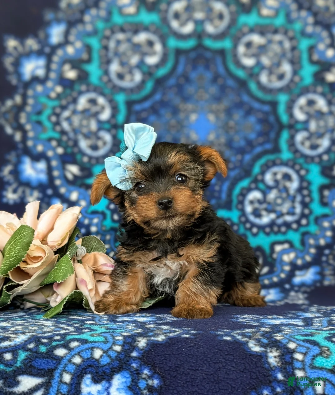 Yorkshire Terrier dogs for sale: Lindie 7 lbs Full Grown - Ad 1