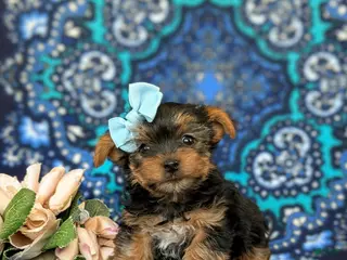 Yorkshire Terrier dogs for sale: Lindie 7 lbs Full Grown - Ad 3