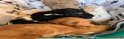 Labradoodle dogs for sale: Fancy - Ad 2
