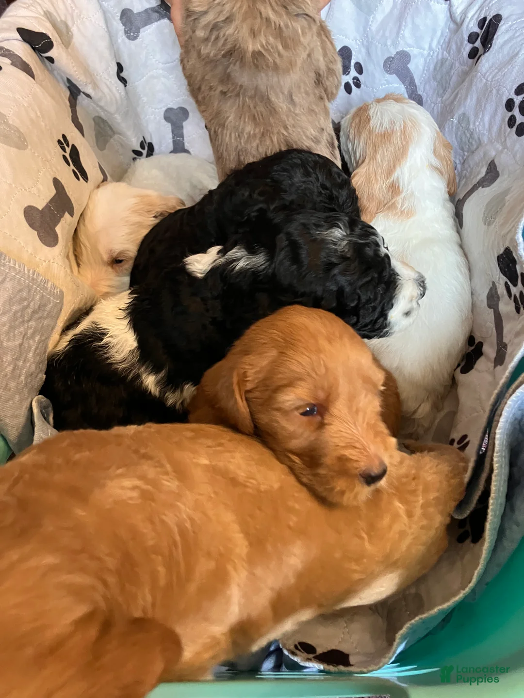 Labradoodle dogs for sale: Fancy - Ad 2