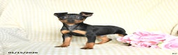Miniature Pinscher dogs for sale: Benny - Ad 1