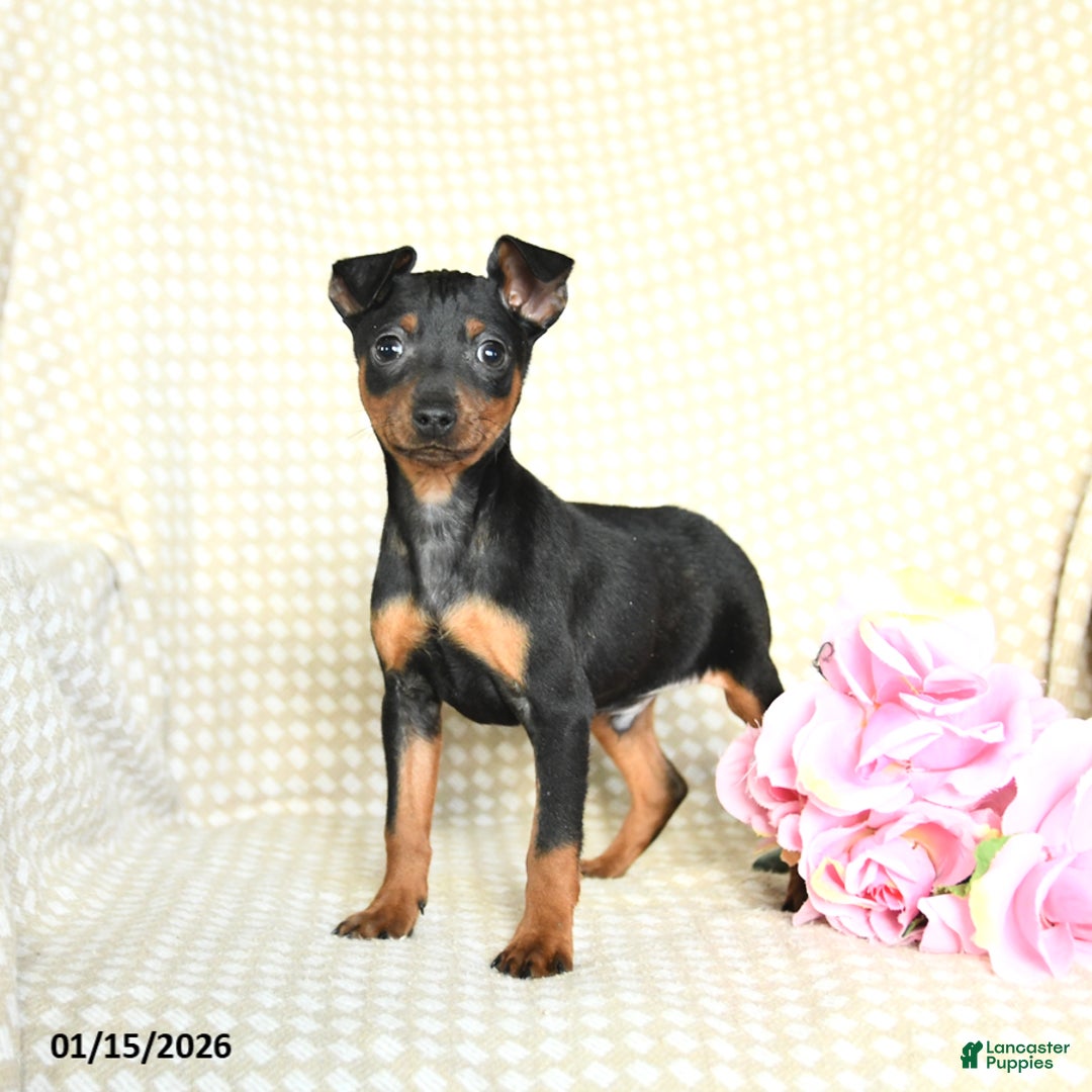 Miniature Pinscher dogs for sale: Benny - Ad 1