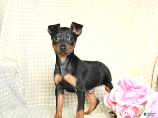 Miniature Pinscher dogs Benny - Ad 11