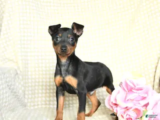 Miniature Pinscher dogs Benny - Ad 16