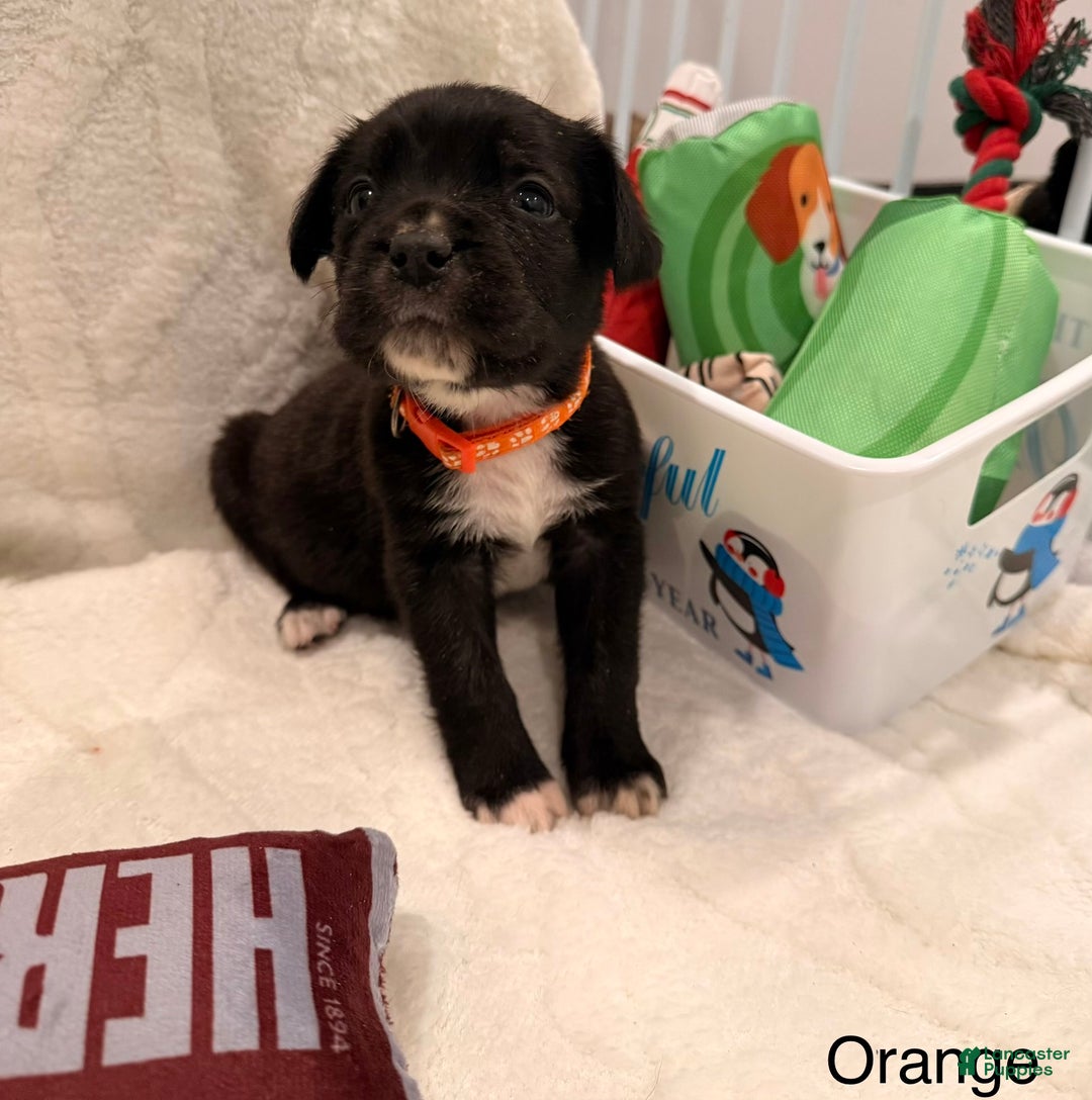 Cane Corso dogs for sale: olly (orange) - Ad 1