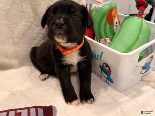 Cane Corso dogs olly (orange) - Ad 17