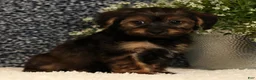 Yorkiepoo dogs for sale: Urban - Ad 7