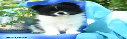 Pomeranian dogs for sale: Mercy - Ad 5