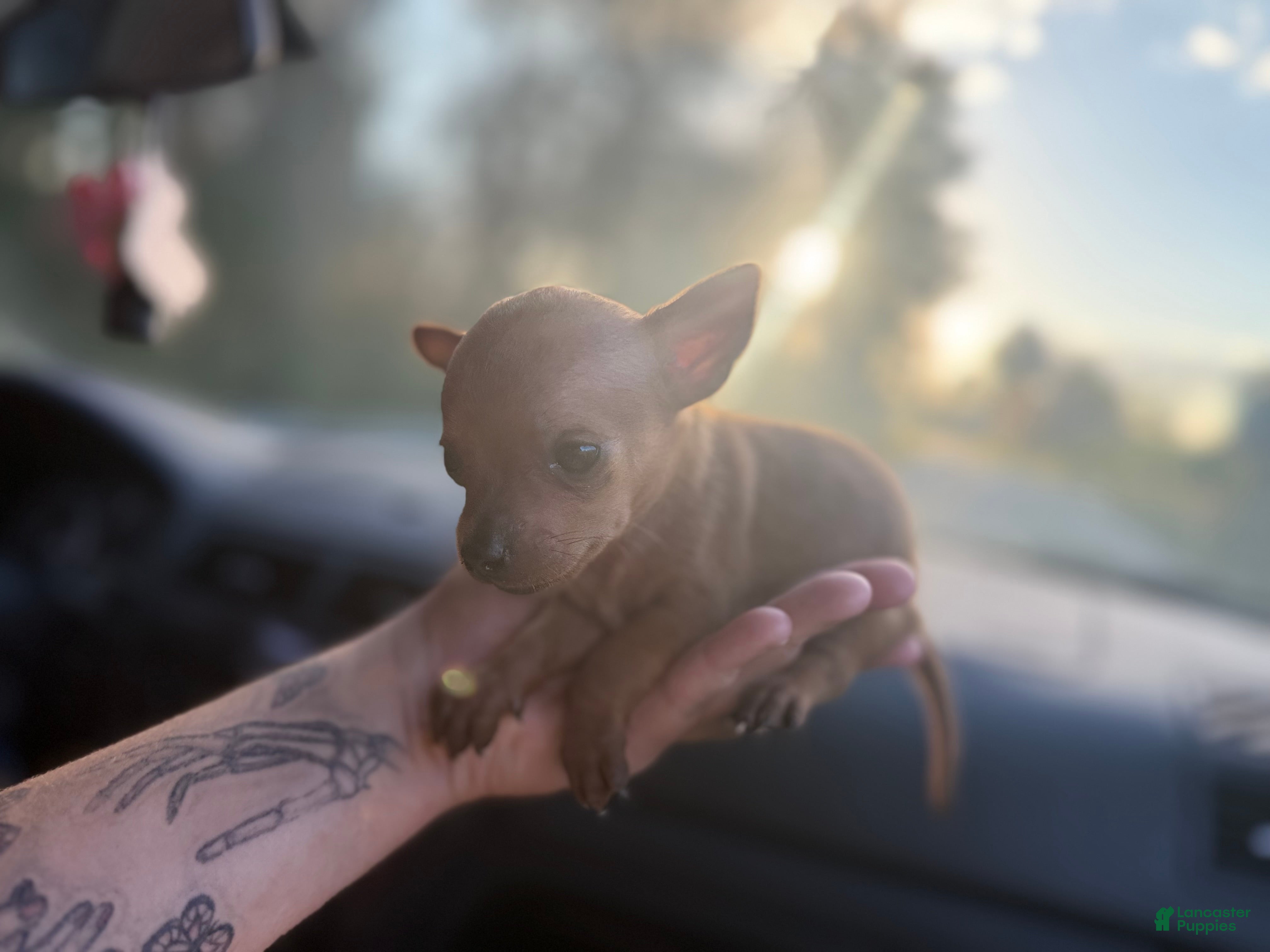 Chihuahua dogs for sale: Carlo  - Ad 1