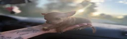 Chihuahua dogs for sale: Carlo  - Ad 1
