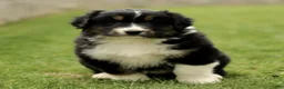 Australian Shepherd dogs for sale: Scout  - Ad 1