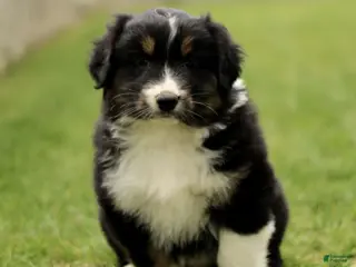 Australian Shepherd dogs for sale: Scout - Ad 3