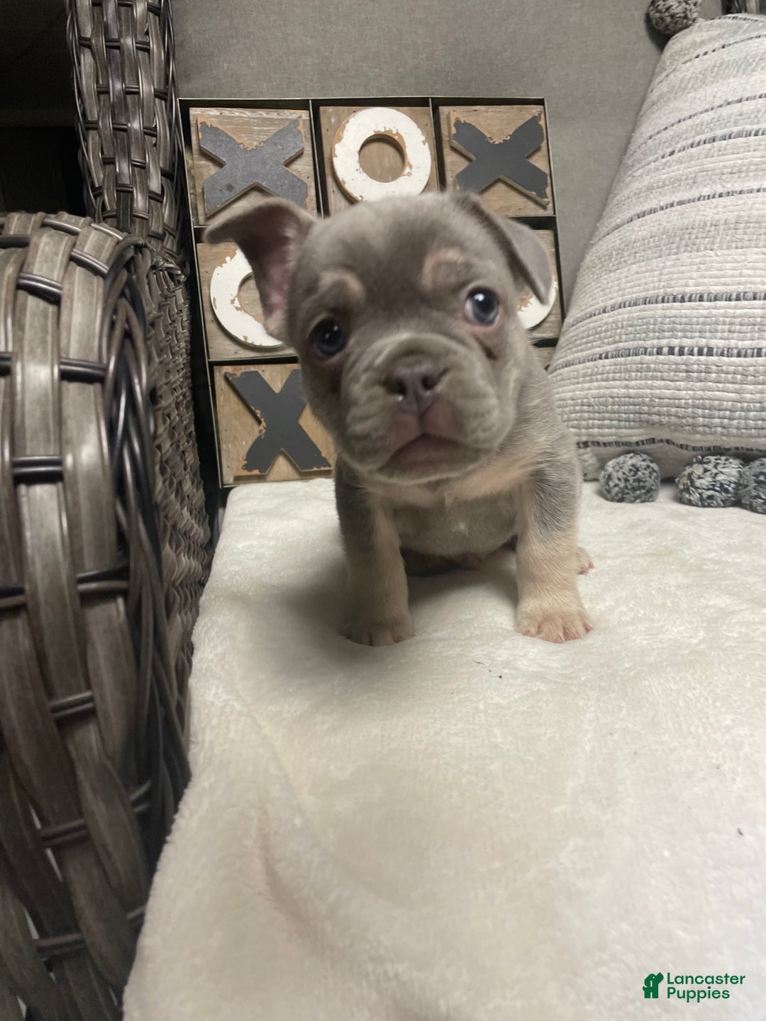 French Bulldog dogs for sale: French Bulldog Puppy 1 - Ad 5