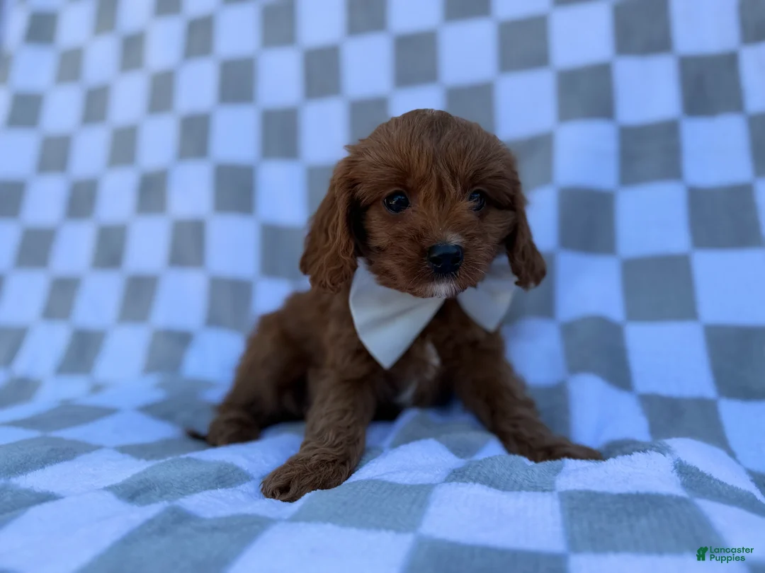 Cavapoo dogs for sale: Nash - Ad 2