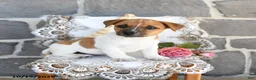 Jack Russell Terrier dogs for sale: Alex - Ad 1