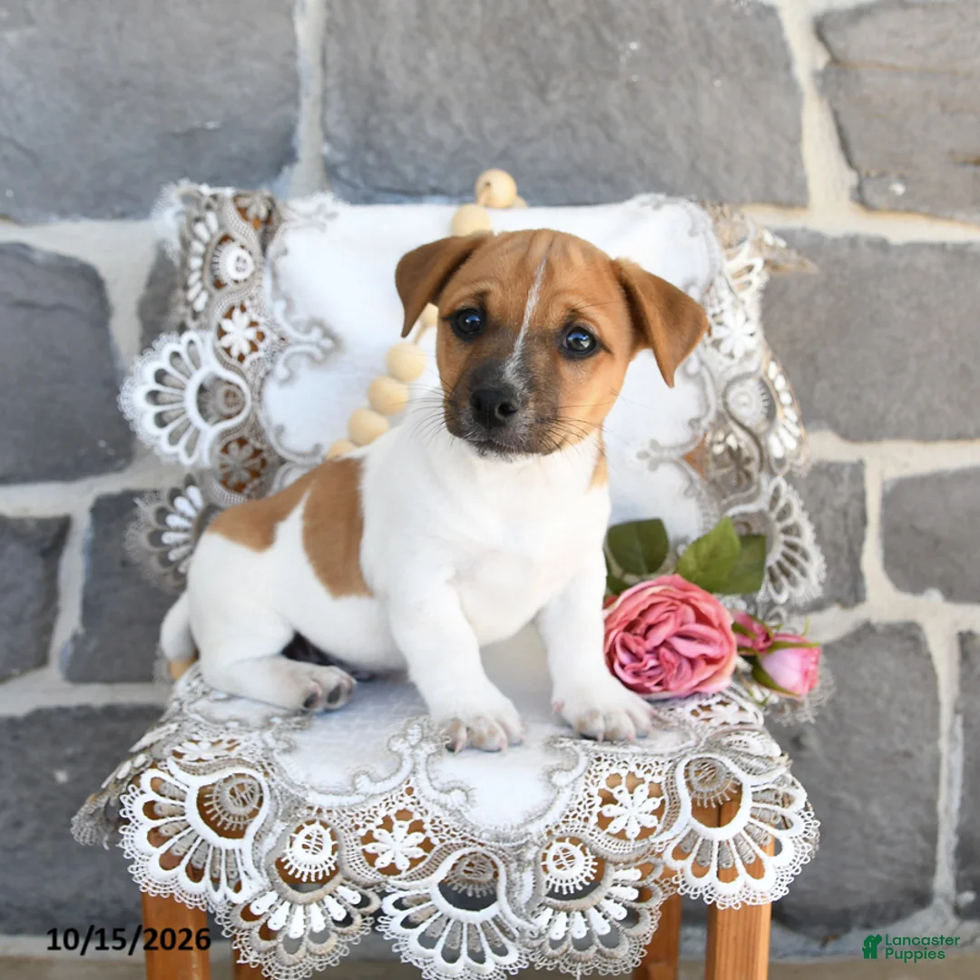 Jack Russell Terrier dogs for sale: Alex - Ad 1