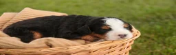 Mini Bernedoodle dogs for sale: Mooney Mini Bernedoodle  - Ad 6